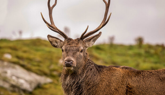 Red deer in the Highlands