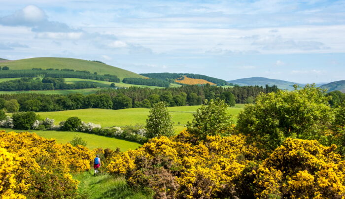 Yellow gorse on the Cateran Trail (credit - Peter Backhouse)