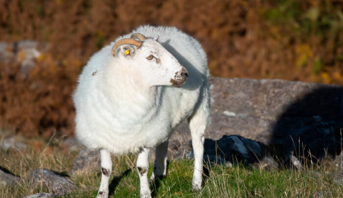 County Kerry sheep