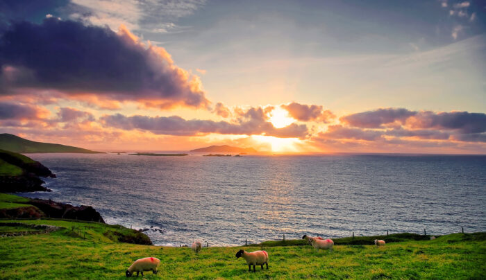 Sheep on the Dingle Way