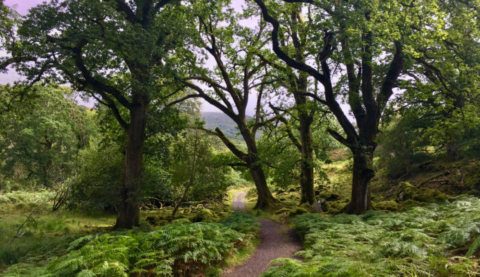 The Kerry Way from Killarney to Black Valley