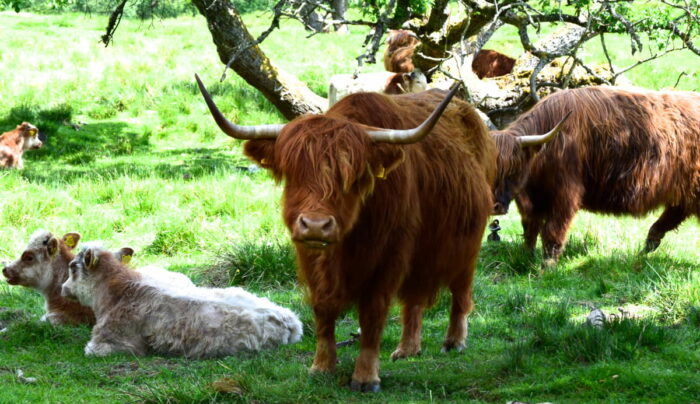 Highland cows on the Rob Roy Way (credit - our client, Peter Currie)