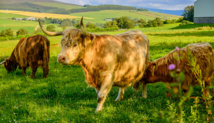 Highland cows on the Spey