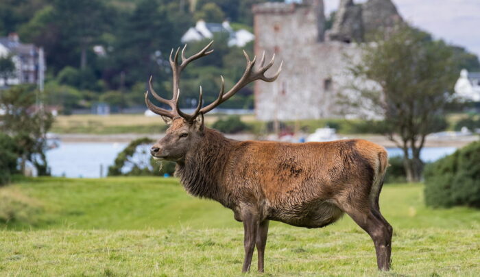 Red deer in front of Lochranza Castle