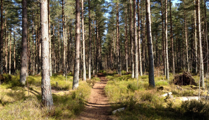 Forest path on the Loch Ness 360°