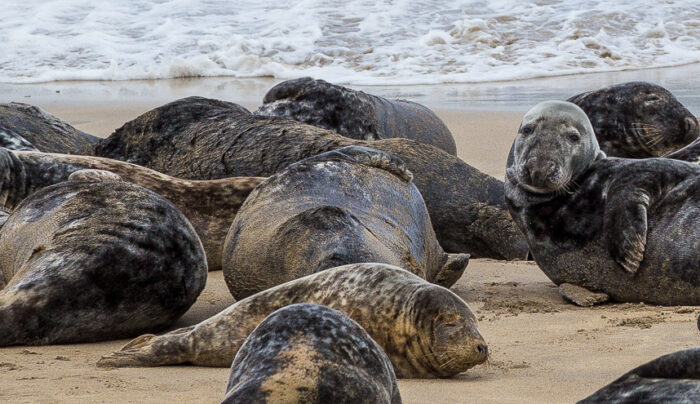 Seals near the trail on the Dingle Way (photo credit Wendy Reed)