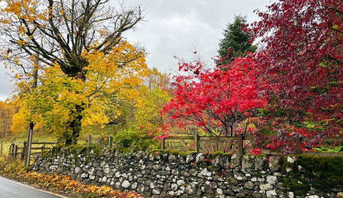 Autumn leaves along the trail (credit - Nairne McBeath)