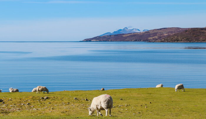 Sheep on the Skye Trail from Torrin to Broadford (credit - Zoe Kirkbride)