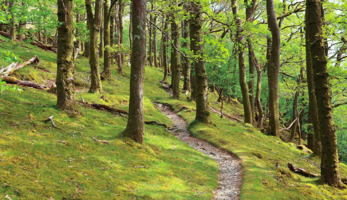 Forestry path on the trail