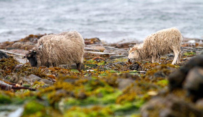 North Ronaldsay sheep