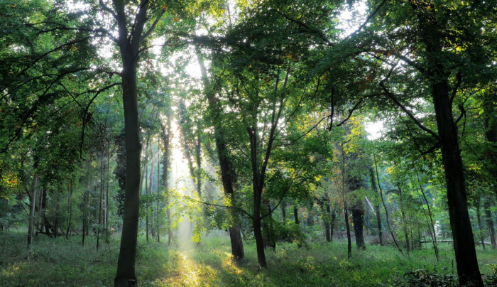 Thetford Forest on the Peddars Way