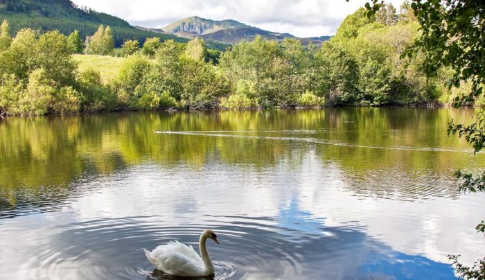 A swan on the River Tummel in Pitlochry (credit - our client, Gordon Adamson)