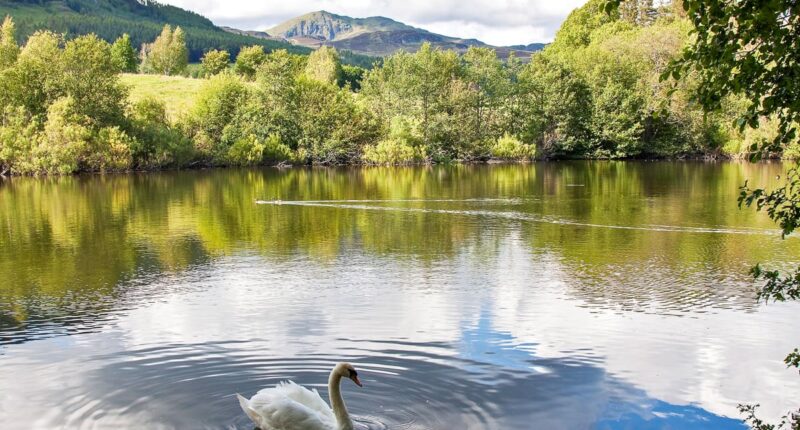 A swan on the River Tummel in Pitlochry (credit - our client, Gordon Adamson)