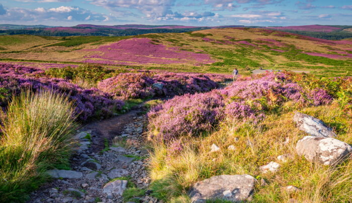 The Cheviot Hills