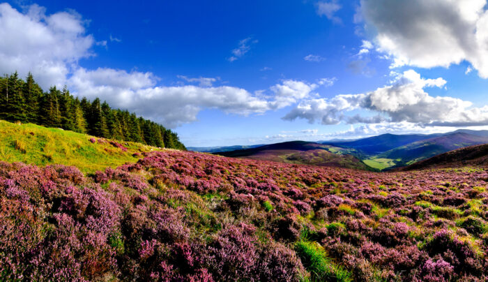 Blooming heather in the Wicklow Mountains