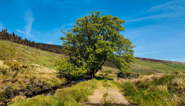 Lush scenery on the Moyle Way & Causeway Coast Way