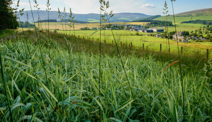 Scenery near Glenlivet Distillery