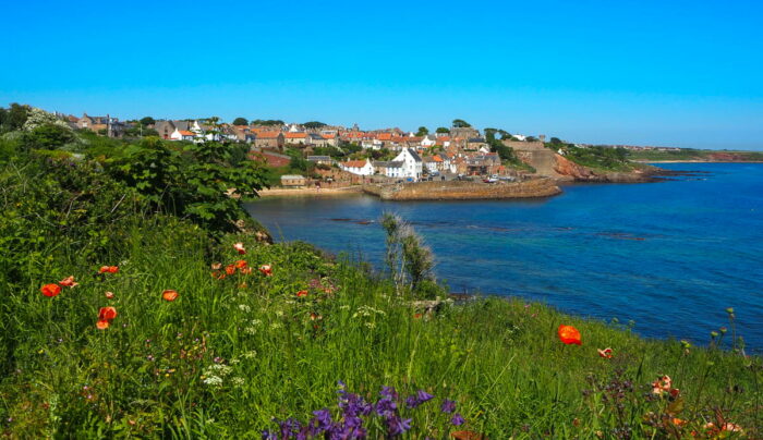 Wildflowers on the approach to Crail (Credit - Gunter Gorbach)