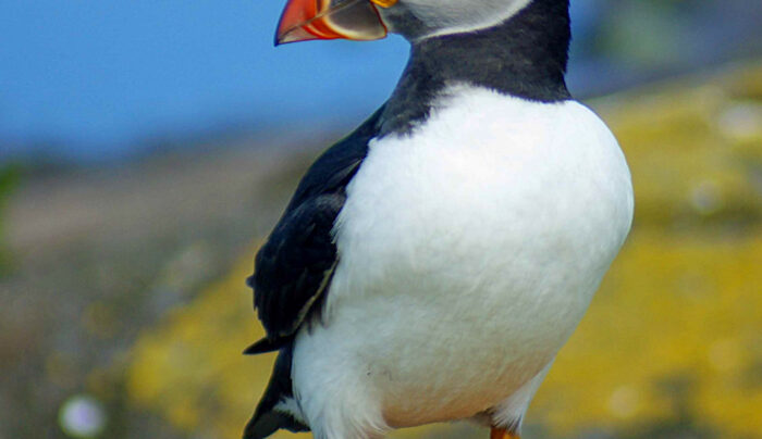 Farne Island puffin