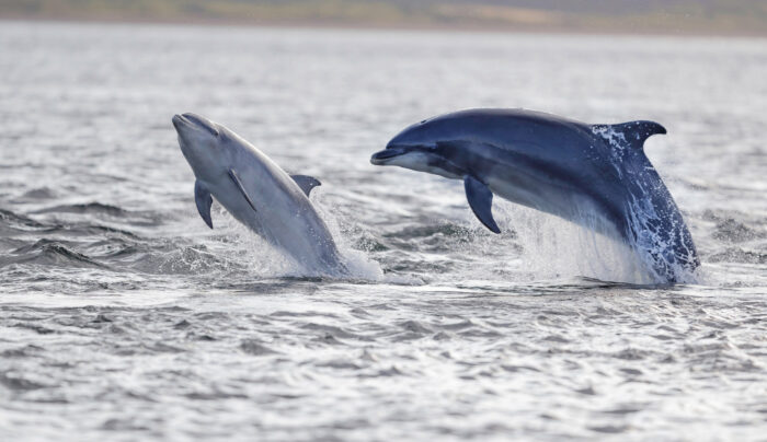 Jumping dolpins in the Moray Firth