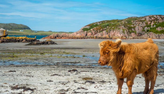 Baby highland cattle on Isle of Mull