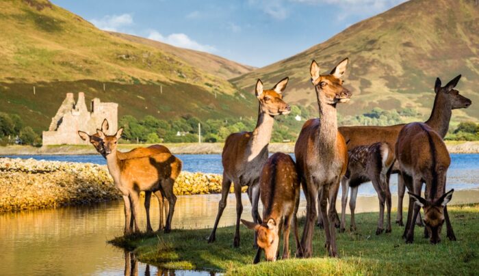 Deer at Lochranza Castle, Arran