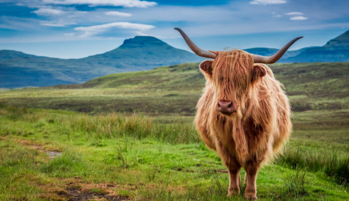 Highland Cow