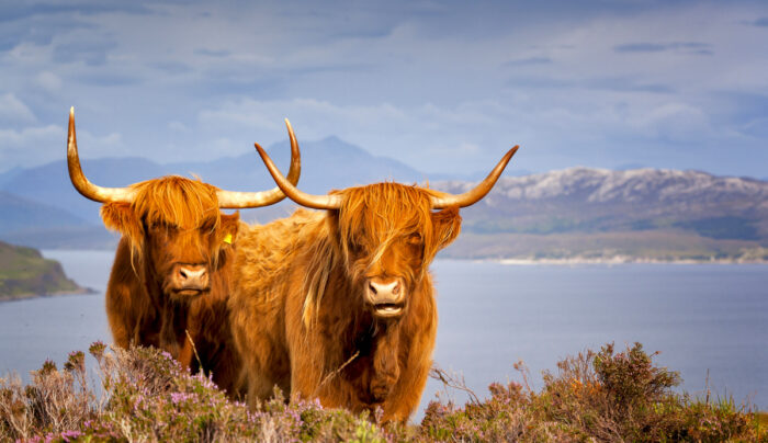 Highland cows on the Isle of Skye