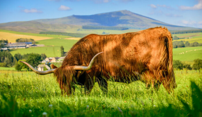 Highland cow, Speyside