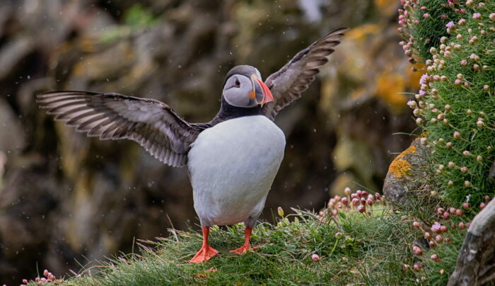 Puffin on the Shetland Isles (credit - our client, Wendy Carlyle)