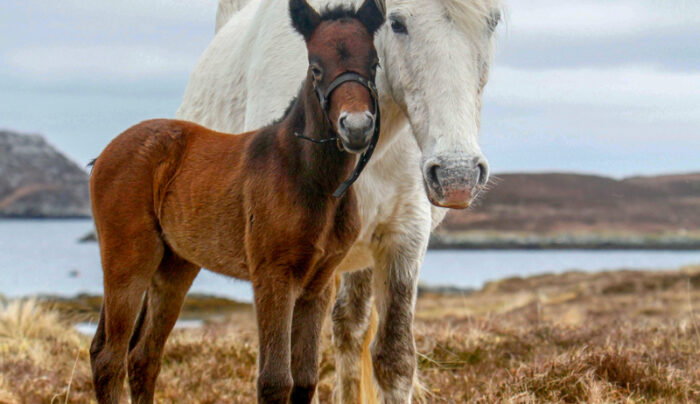 Eriskay Ponies, South Uist