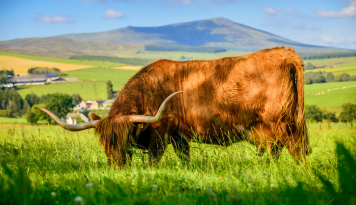 Highland Cow in Speyside