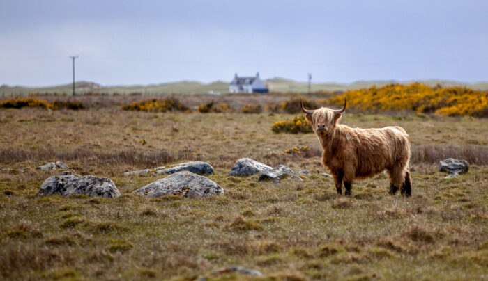 Highland Cow, Tiree