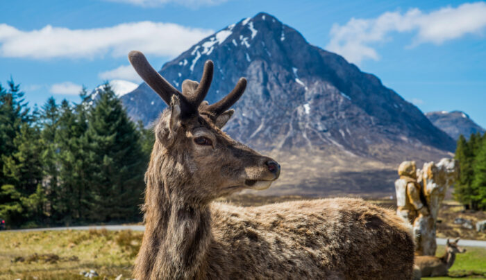 Red deer in Glencoe