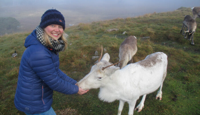 Feeding reindeer in the Cairngorms