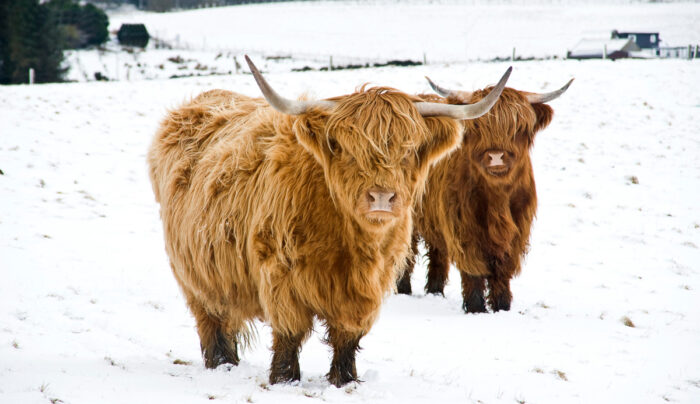 Scottish Highland Cows