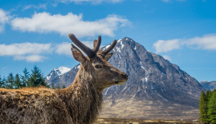 Red deer in Glencoe