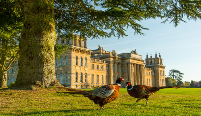 Pheasants at Blenheim Palace