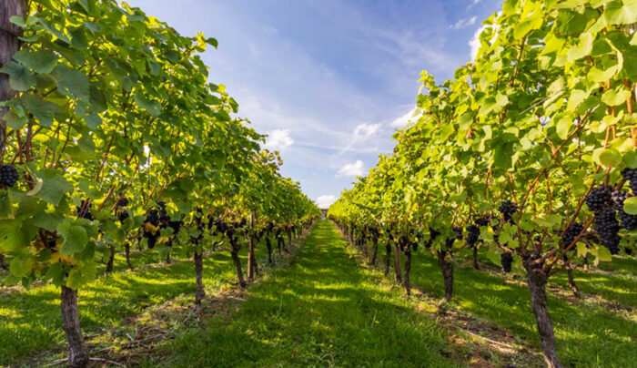 Vineyard at Hush Heath Winery, Kent