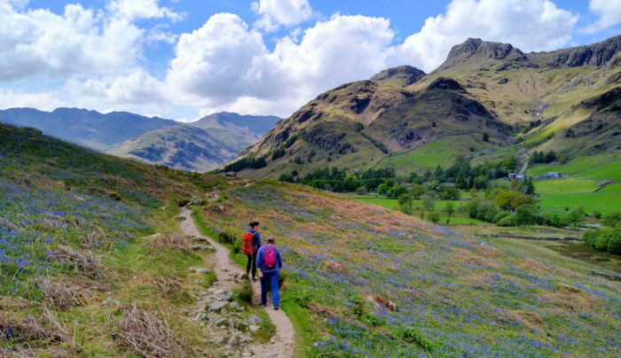 Bluebells in Langdale, Lake District