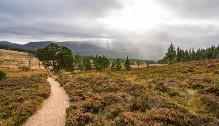 Abernethy Forest, Cairngorms National Park