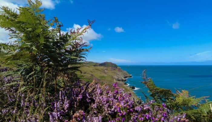 Heather on the Isle of Anglesey Coastal Path