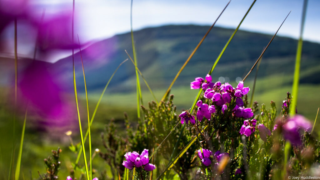 Flora on the Isle of Skye by Joey Huddleston