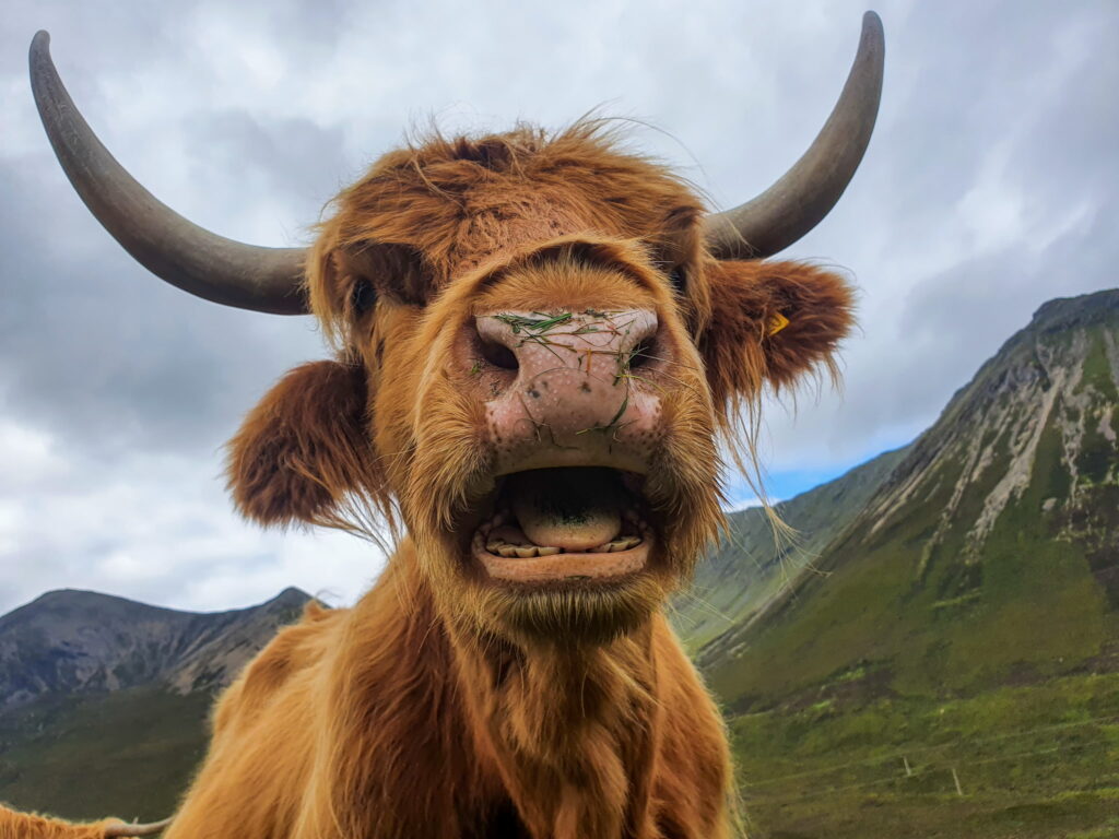 Highland Cow Close-up by Chris Hatton