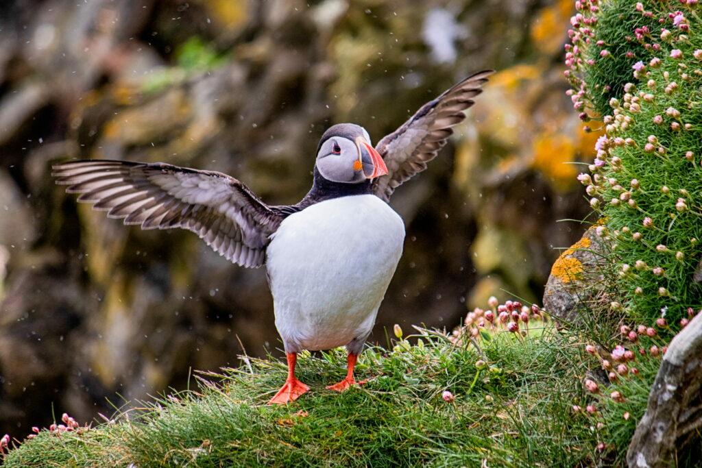 Puffin in Shetland by Wendy Carlyle