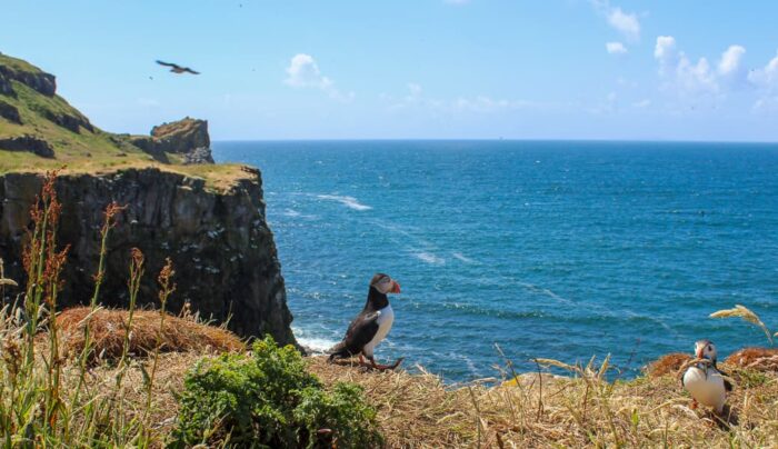 Puffins on the Isle of Lunga