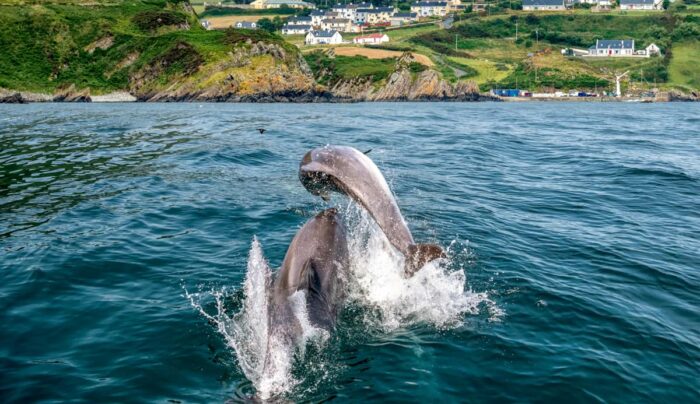 Dolphins at Glengad, Co. Donegal (credit - Fáilte Ireland)