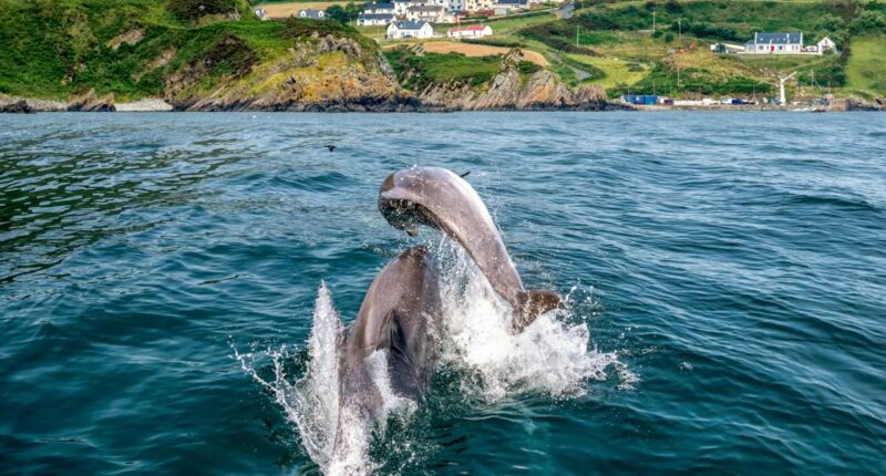 Dolphins at Glengad, Co. Donegal (credit - Fáilte Ireland)