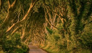 The Dark Hedges (Credit - Tourism Ireland)