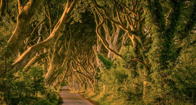 The Dark Hedges (Credit - Tourism Ireland)